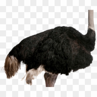 Ostrich Clipart Realistic - Png Download