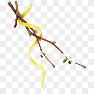 #mq #twig #twigs #leafs #leaf #leaves #nature #yellow - Twig Clipart