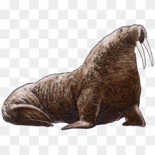 Walrus Png Image File Clipart
