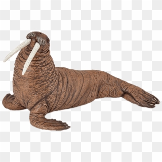 Animals - Walruses Clipart