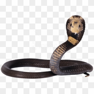 Download Snake Png Images Background Clipart