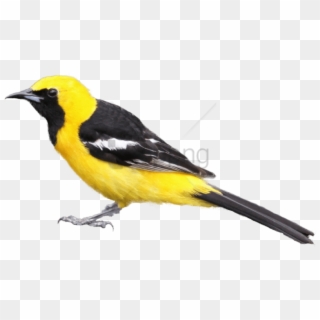 Free Png Download Black And Yellow Bird Png Images - Black And Yellow Bird Png Clipart
