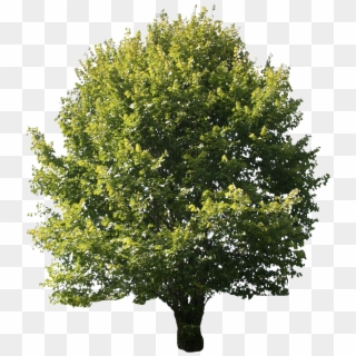 Ash Tree Indiana , Png Download Clipart