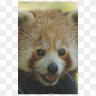 Red Panda Clipart