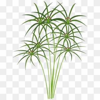 Big Image - Papyrus Plant Clipart - Png Download