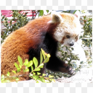 San Diego Zoo Red Panda - Red Panda Clipart