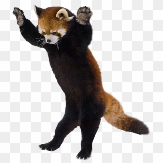Red Panda On Hind Legs , Png Download Clipart