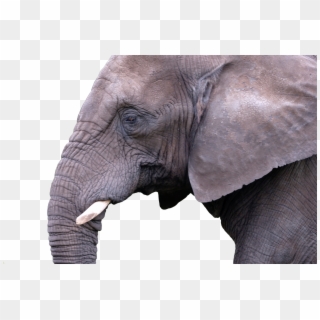 Mammal Elephant Nature Animal Wild 908445 Clipart