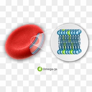 The Omega-3 Index Has Been Linked To Improved - Omega 3 Red Blood Cells Clipart