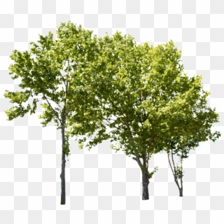 Plane Tree Group Ii - Group Of Trees Png Clipart