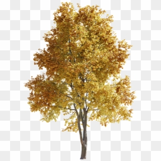 Maple-tree 14m 01 Autumn Clipart