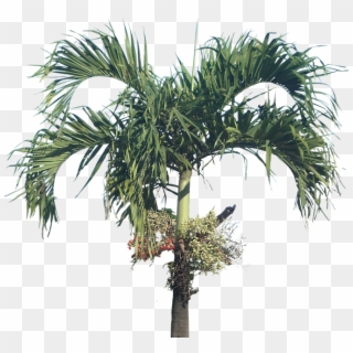 Palm Trees Clipart