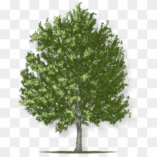 Tree Height - Ohio's State Tree Clipart