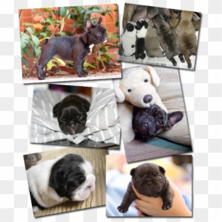 Vixbull French Bulldog Puppies - Pug Clipart