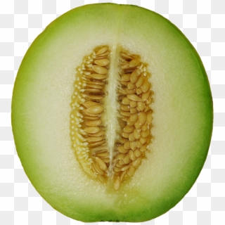 Winter Melon - Winter Melon Png Clipart