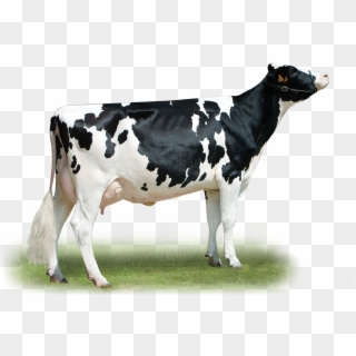 Telephone - Dairy Cow Clipart