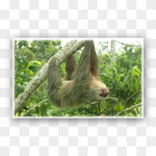 Blob Fish - Two-toed Sloth Clipart