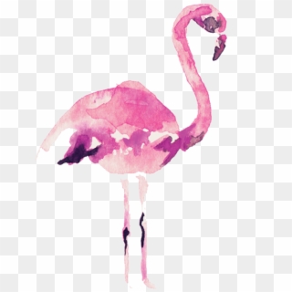 Video Courtesy Of Audrey Alba Films - Greater Flamingo Clipart