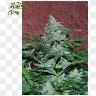World Of Seeds Amnesia Auto Cannabis Seeds - Autoflowering Cannabis Clipart