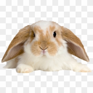 Cute Rabbit Png Clipart
