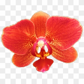1024 X 781 13 - Red Orchid Flower Clipart