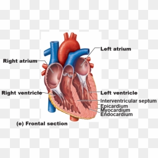 Forms Right Border Of Heart - Largest Artery In Human Body Clipart