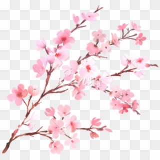 Clipart Png Download Cherry Blossom Free Png Transparent - Transparent Background Cherry Blossom Png