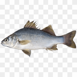 Http - //www - Fishbuoy - Com/images/images/fish Species - Pike Perch Fish Clipart