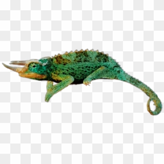 #reptile #charmeleon #green - Chameleons Clipart