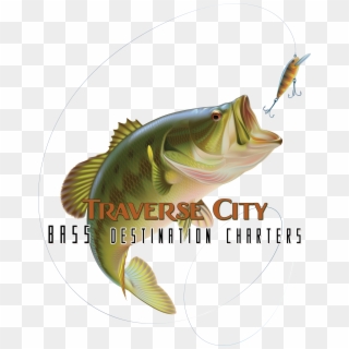 We Offer The Best Bass Fishing - Largemouth Bass Clipart