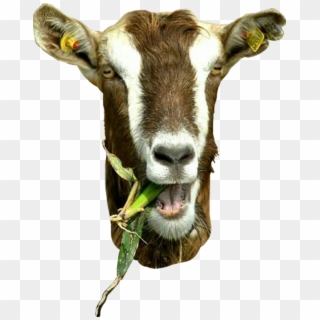 #freetoedit #goat #goathead #funny #farm @april-b @marcelabarabasova - Dairy Cow Clipart