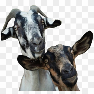 Ledgeway Goat Milk Soap Shop - Goat Clipart