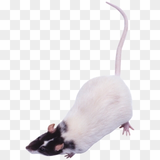 Mouse, Rat Png Image - Мышь Пнг Clipart