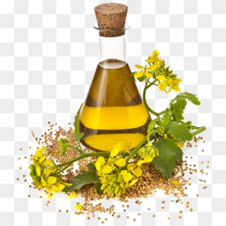 Oil Sunflower Canola Cooking Seed Rapeseed Oils Clipart - Nirgundi Oil - Png Download