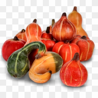 Pumpkin, Fall, Autumn, Harvest, Thanksgiving, Season - Calabaza Clipart