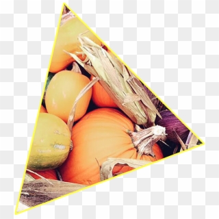 Thanksgiving Is A Tradition Enjoyed By America And - Yellow Onion Clipart