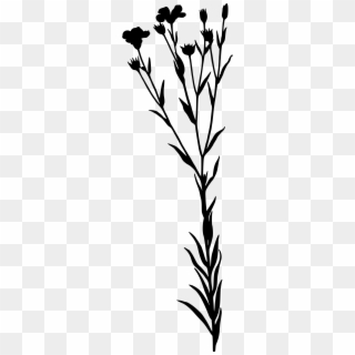 This Free Icons Png Design Of Linseed - Linum Usitatissimum Clipart