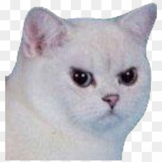#cat #angry #angrycat #meme #funny #sad #white #whitecat Clipart
