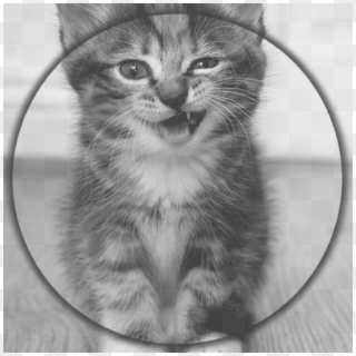 Cat Image Clipart
