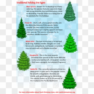 Fresh Cut Christmas Trees - Types Of Fresh Cut Christmas Trees Clipart