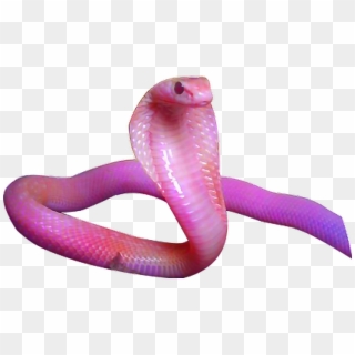 Pink Snake Png Image - Snake Aesthetic Clipart