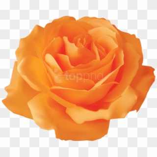 Free Png Download Orange Rose Transparent Png Images - Transparent Background Yellow Rose Png Clipart