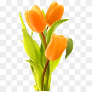 Keukenhof Indira Gandhi Memorial Tulip Garden Bouquet - Transparent Orange Tulip Clipart