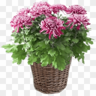 Download Potted Pink Chrysanthemum Transparent Png - Houseplant Clipart