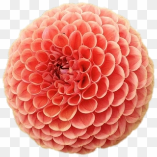 Pompom Chrysanthemum - Dahlia Clipart