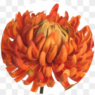 Chrysanthemum 60 Cm - Dahlia Clipart