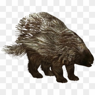 Porcupine Png - North American Porcupine Transparent Clipart