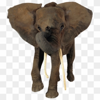 African Elephant Head Png - Elephant Png No Background Clipart