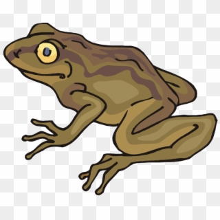 Clip Art Transparent Stock Free Frog - Toad Clipart - Png Download