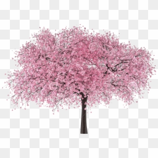 Japan Tree Sakura - Cherry Blossom Japan Graphics Clipart